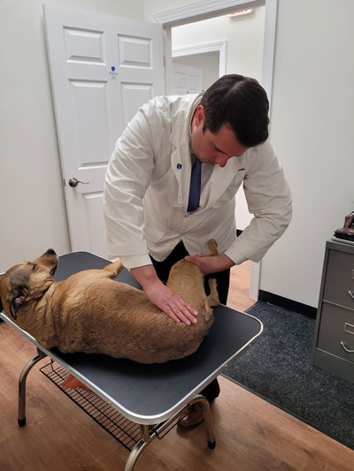 Canine Chiropractor New Jersey Leg Adjustment