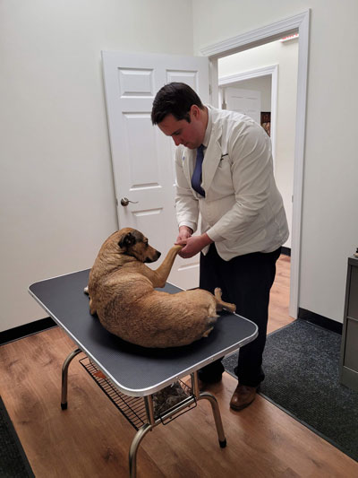 Byram Township Canine Chiropractor