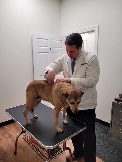 Canine Chiro Byram Township Mid Back Adjustment